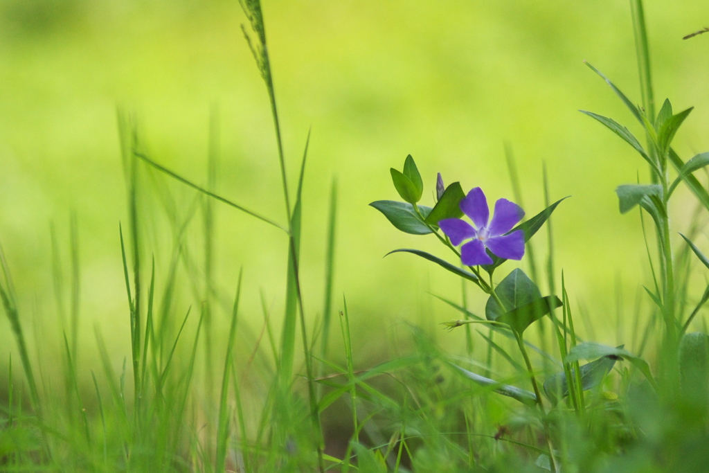 野に咲く紫