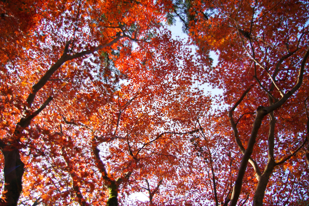 養父神社紅葉　2013