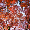 養父神社紅葉　2013