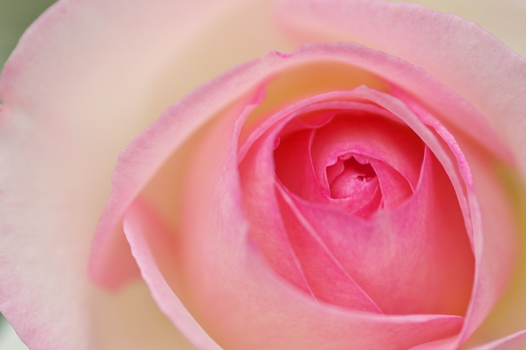薔薇