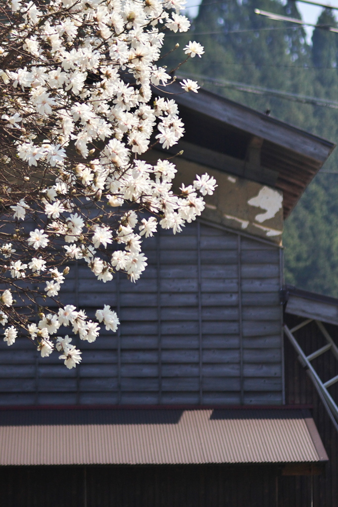 こぶしの花