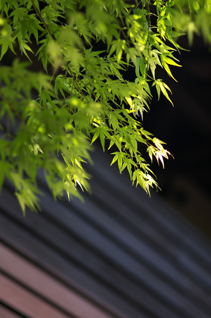 ひらり