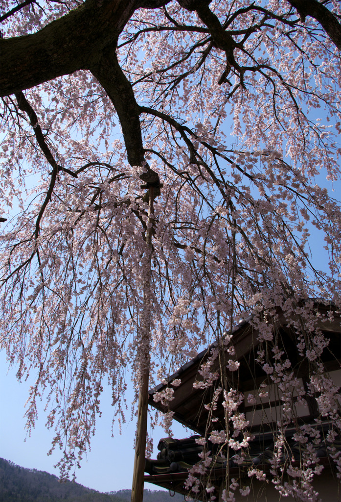 しだれ桜