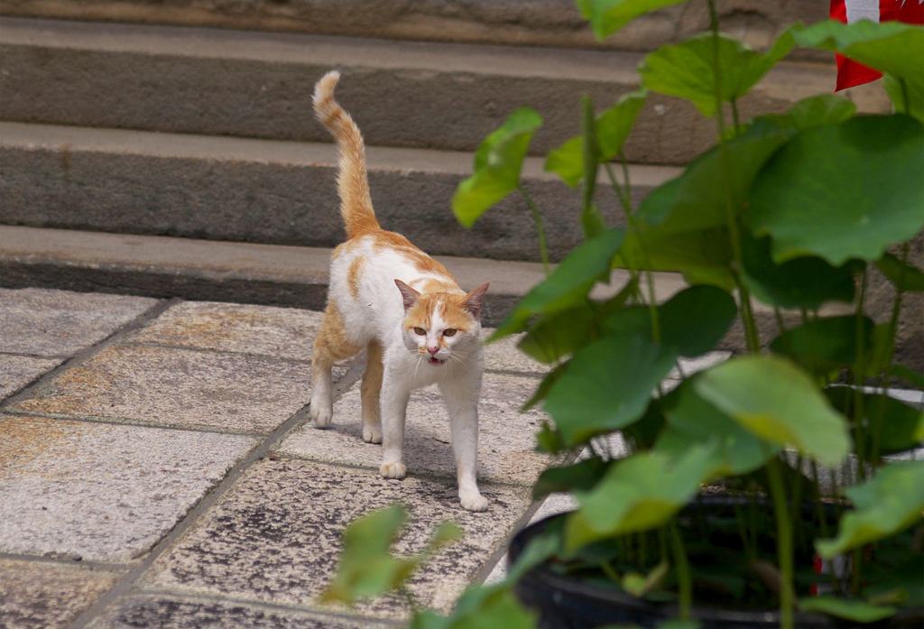 お寺の猫さん