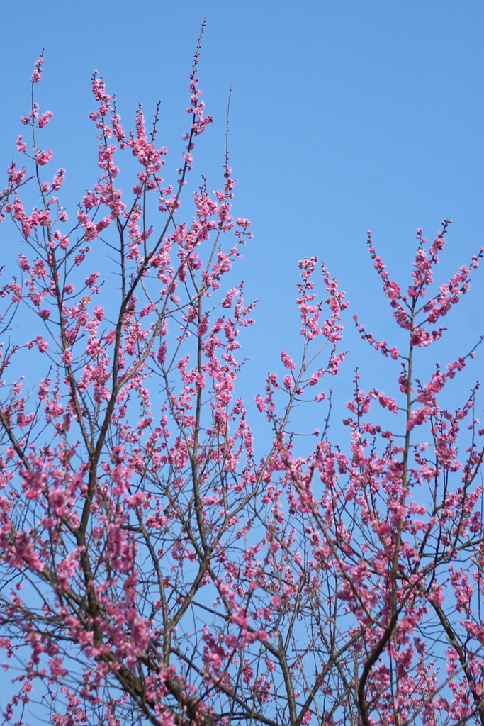 梅と空