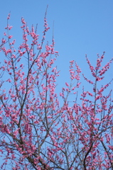 梅と空