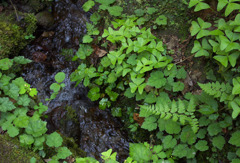 水辺の緑