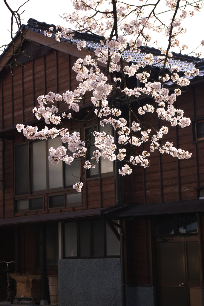 春の朝