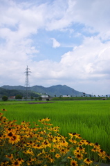 梅雨空のルドベキア