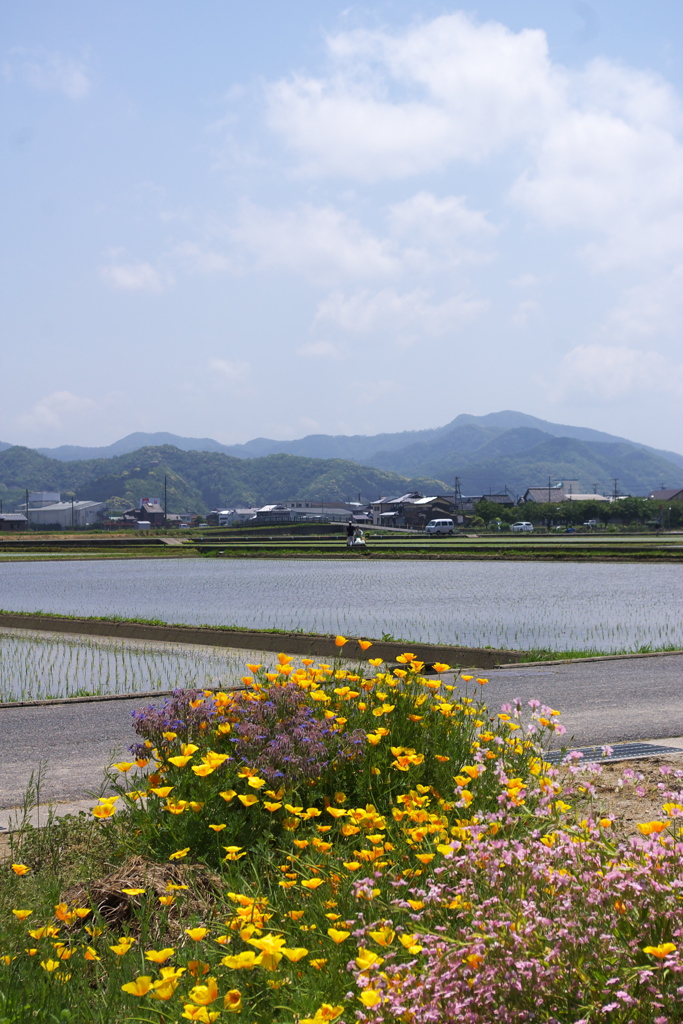 花畑と水田