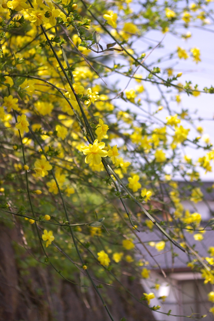 yellow　shower