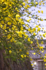 yellow　shower