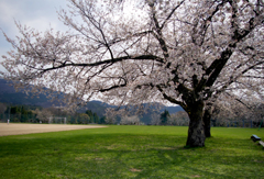 桜と芝生