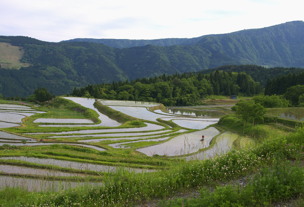 シロツメクサと棚田の風景