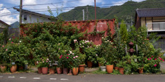 薔薇色の日々