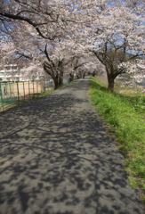 花影