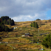だんだん畑のある風景