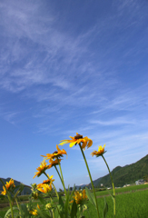 明日の空