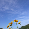 明日の空