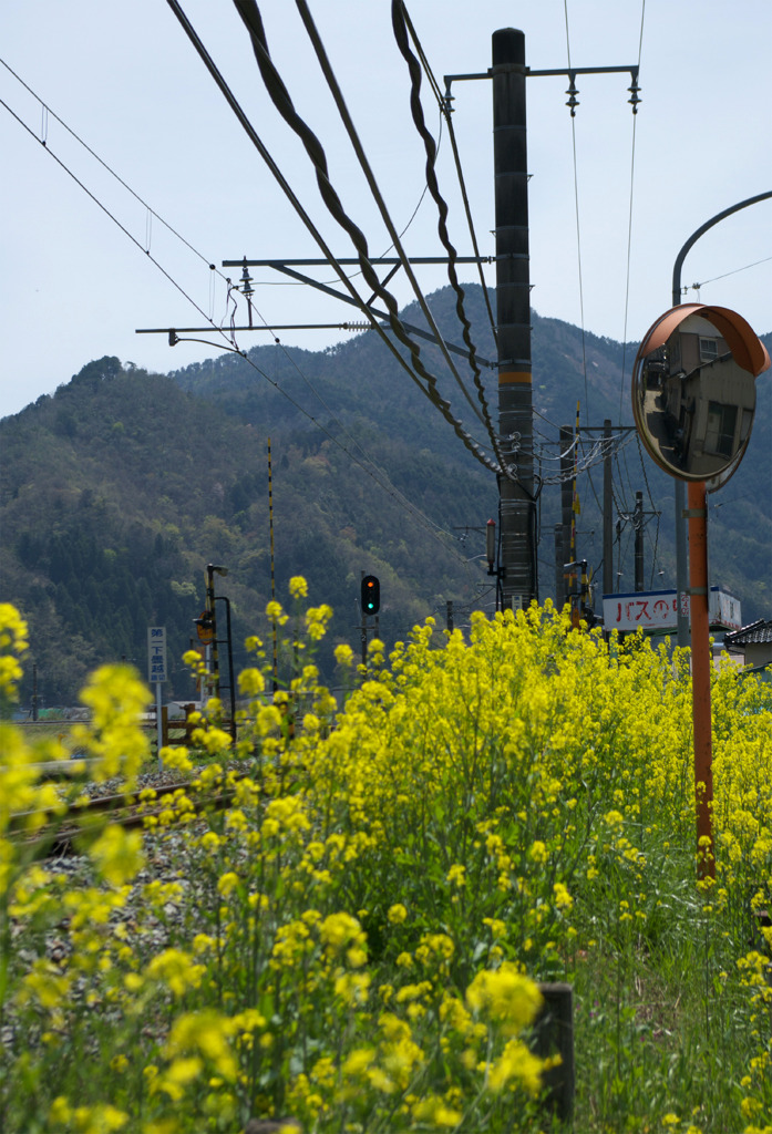 菜の花と青信号