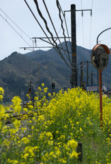 菜の花と青信号