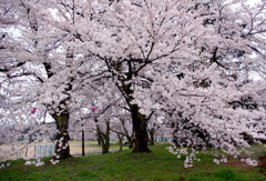 校庭の桜