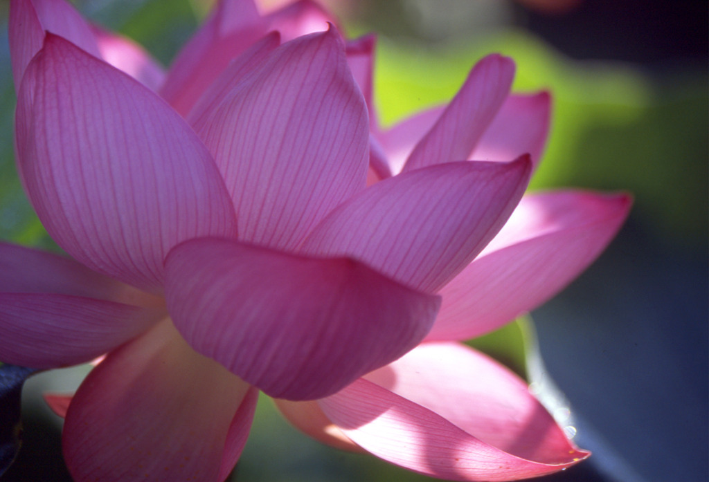 蓮の花のように