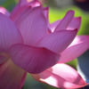 蓮の花のように