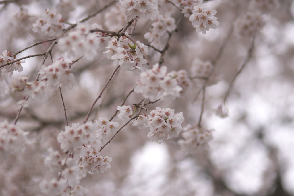 しだれ桜