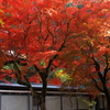 小春日和