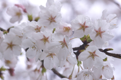 雨桜