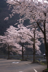 旧道の桜