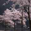 旧道の桜