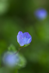 春眠