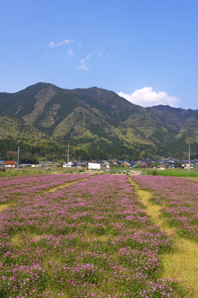 思い出の花畑