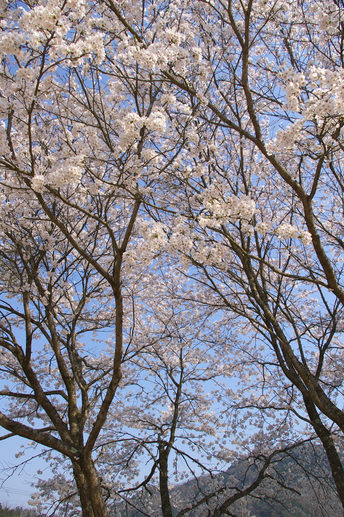 桜模様