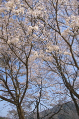 桜模様