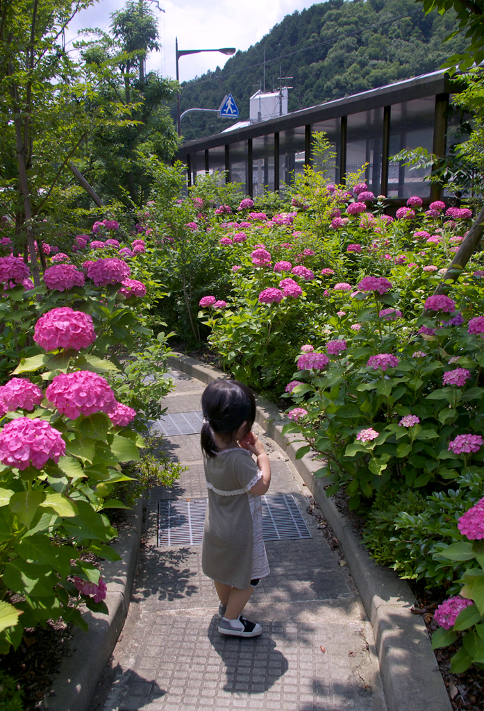 紫陽花の小道