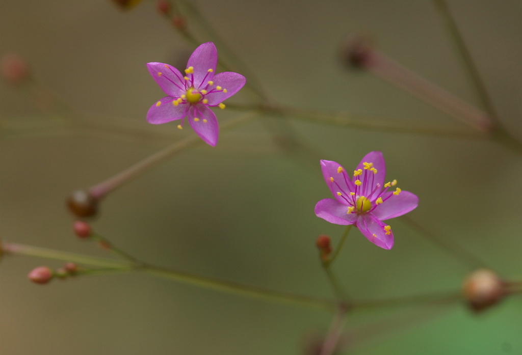 三時草