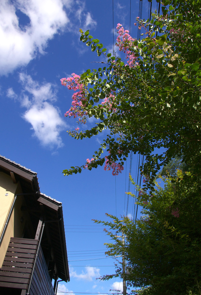 百日紅と夏の空