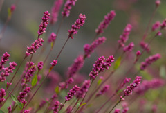 蓼の花