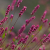 蓼の花