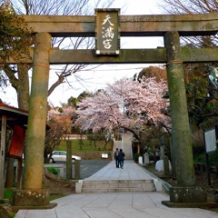 鳥居と桜