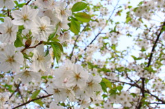 葉桜