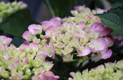 紫陽花