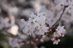 sakura