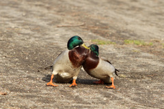 カモの格闘技1