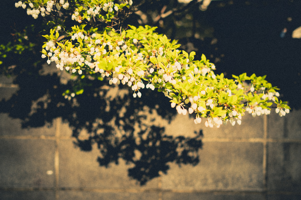 Spring light