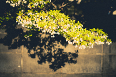 Spring light