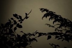 Reality and shadow